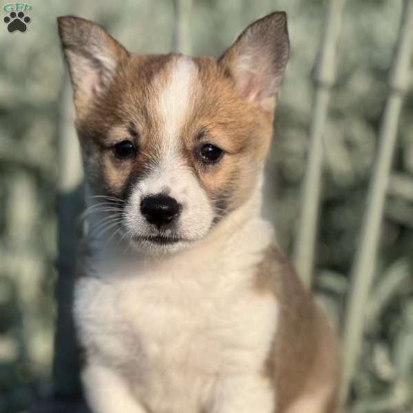 Faith, Pembroke Welsh Corgi Puppy